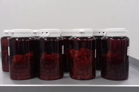 Rząd ciemnych pojemników z kapsułkami suplementu ustawionych na półce laboratoryjnej.
